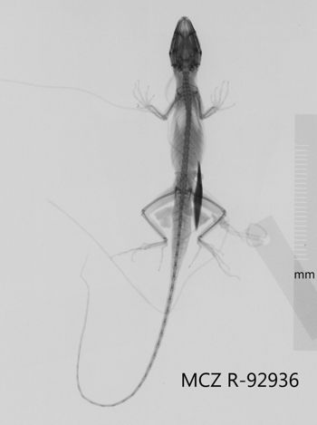 Media type: image;   Herpetology R-92936 Aspect: dorsoventral x-ray